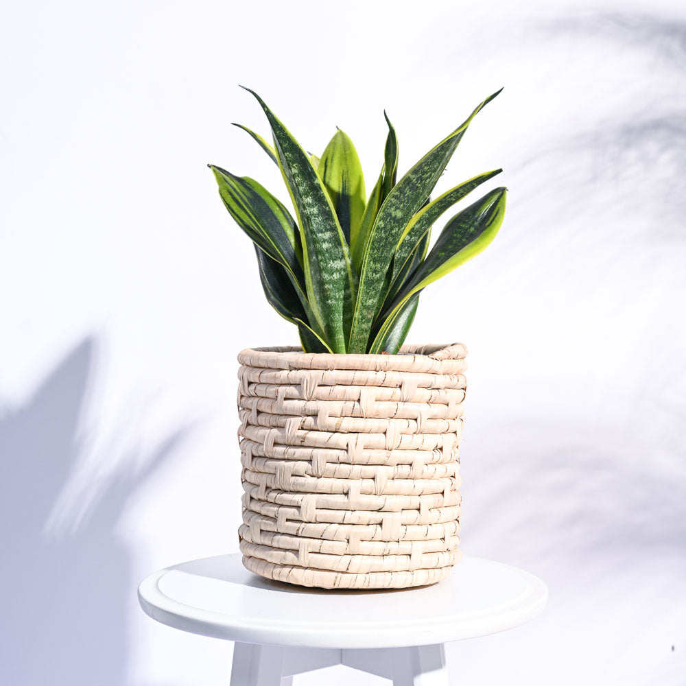 Palm Leaf Planter