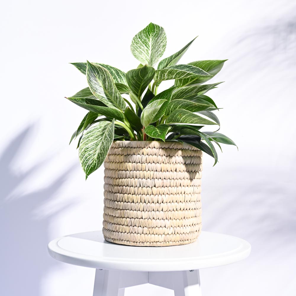 Date Palm Planter