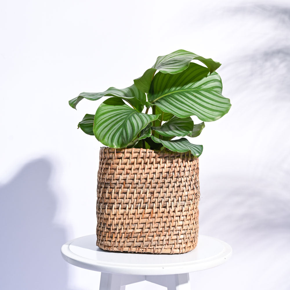 Square Cane Planter – Ugaoo