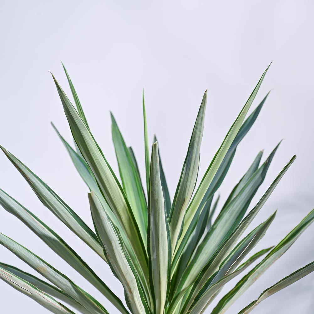 Yucca Silver Plant