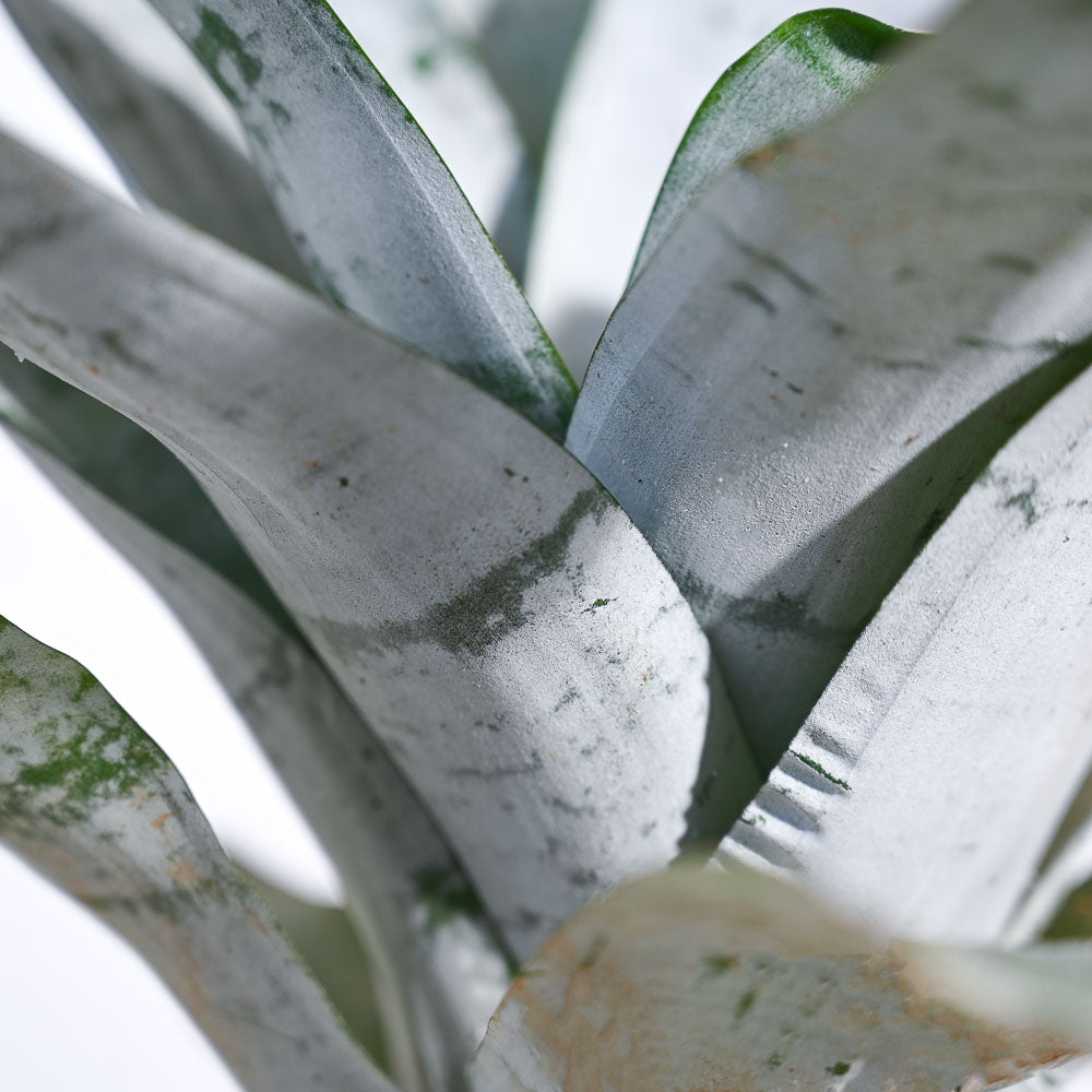 Aechmea Fasciata Plant