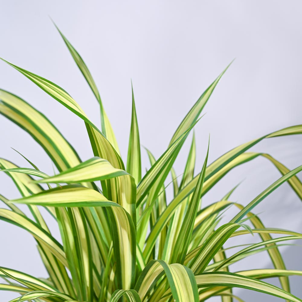 Pandanus Plant