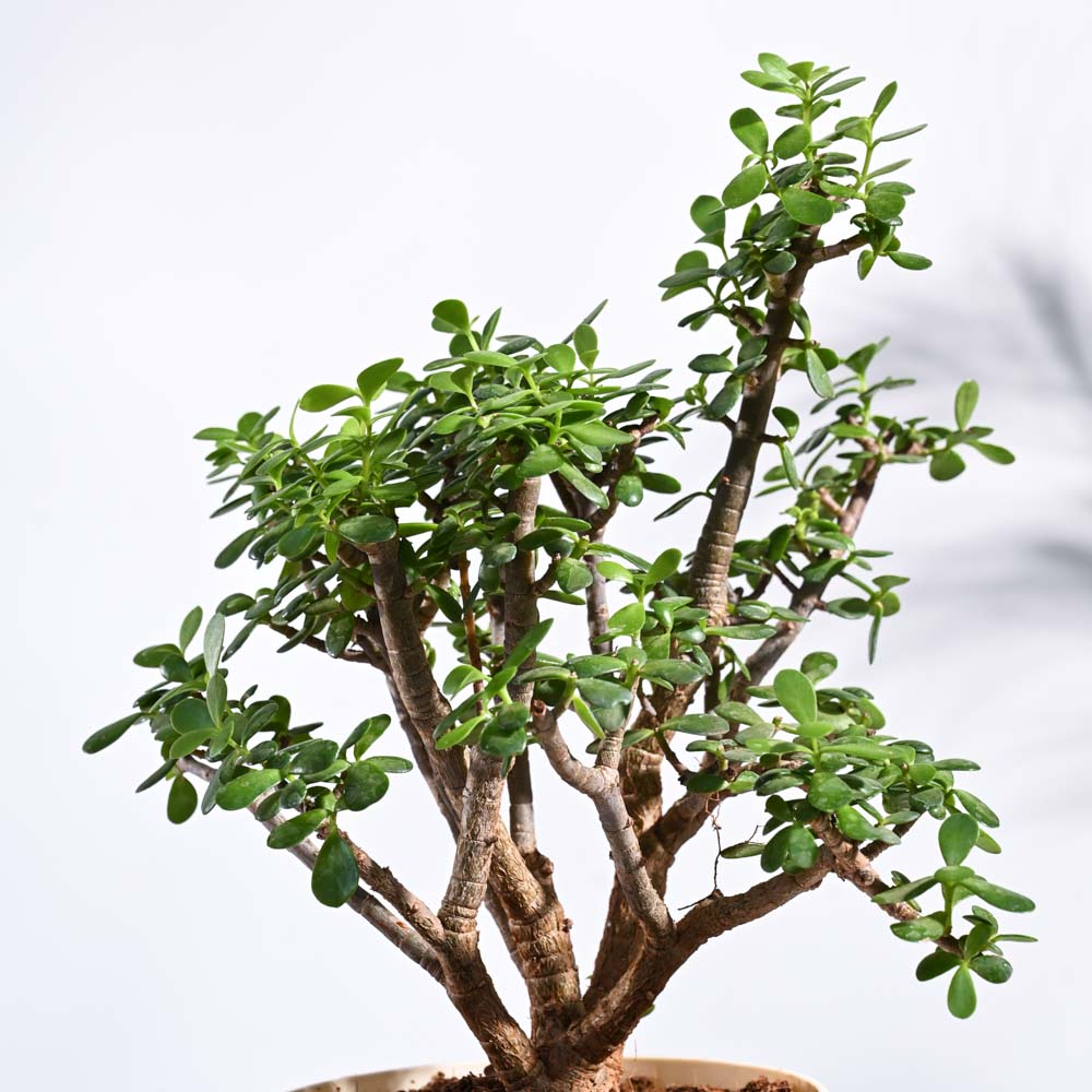 Jade Mini Bonsai