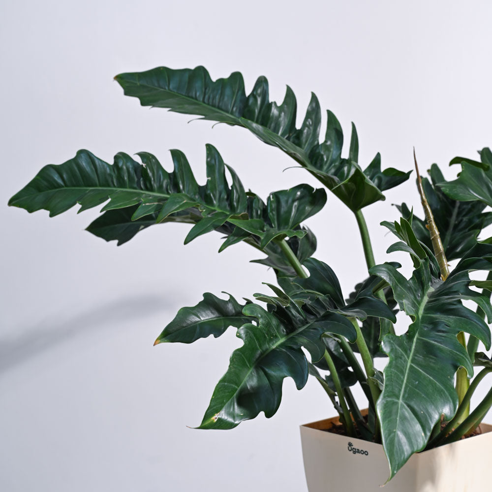 Philodendron Pluto Green XL