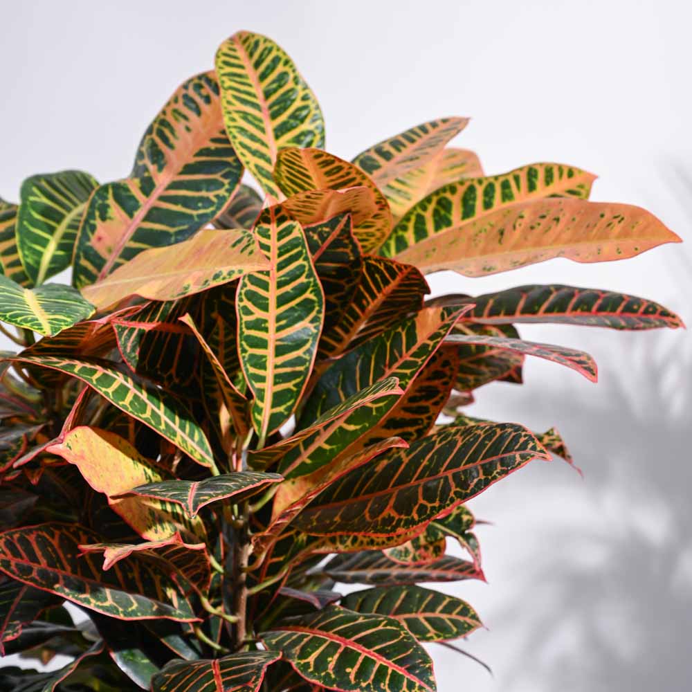 Croton Petra XL