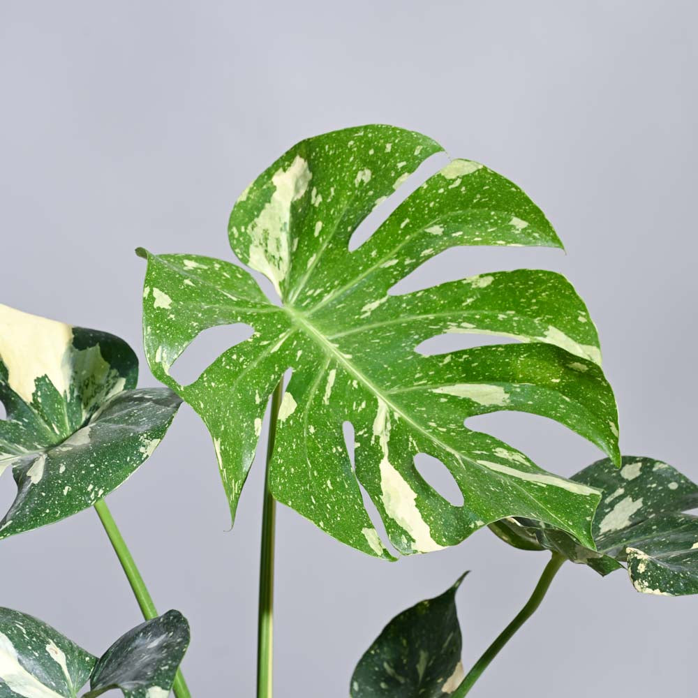 Monstera Thai Constellation XL