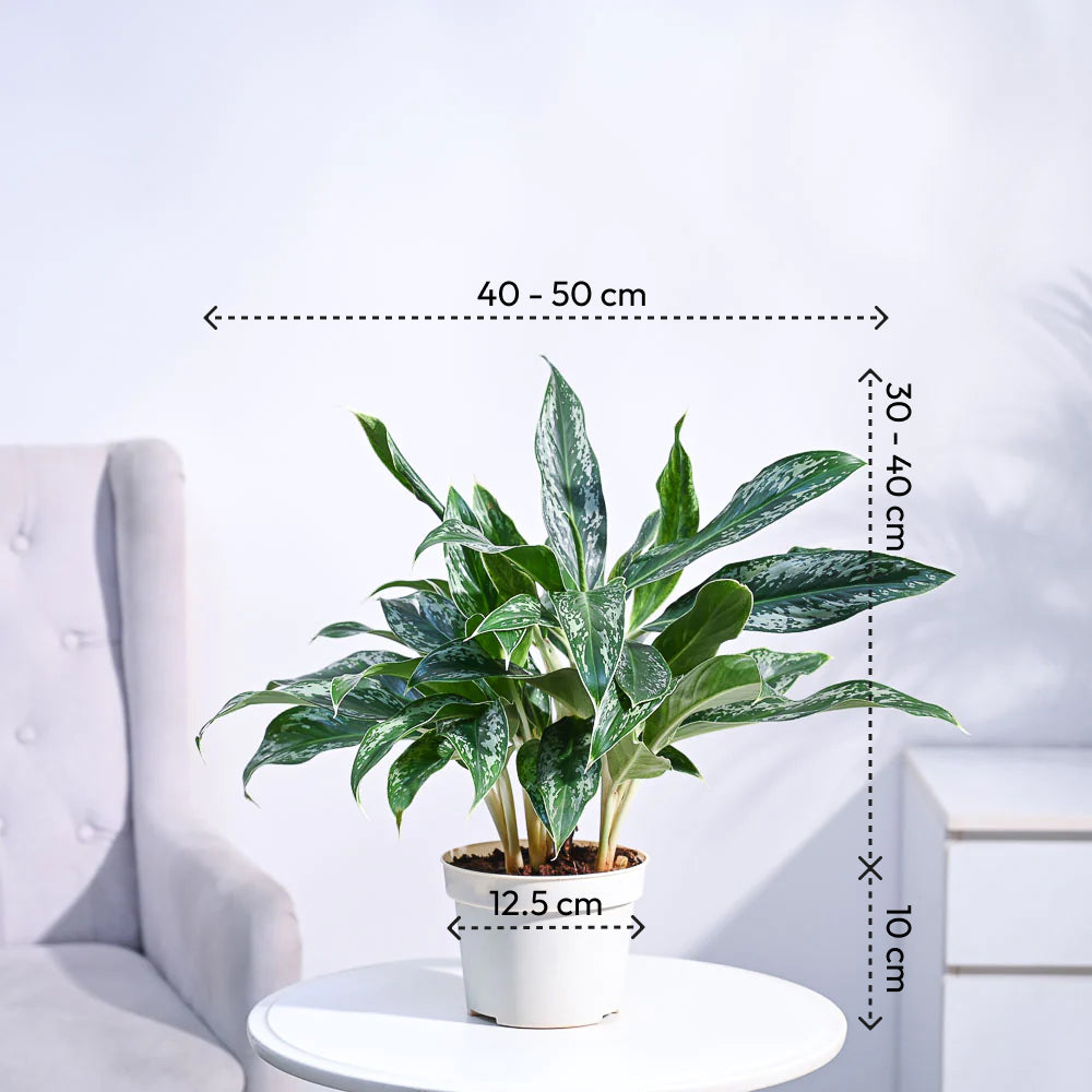 Aglaonema Queen Plant