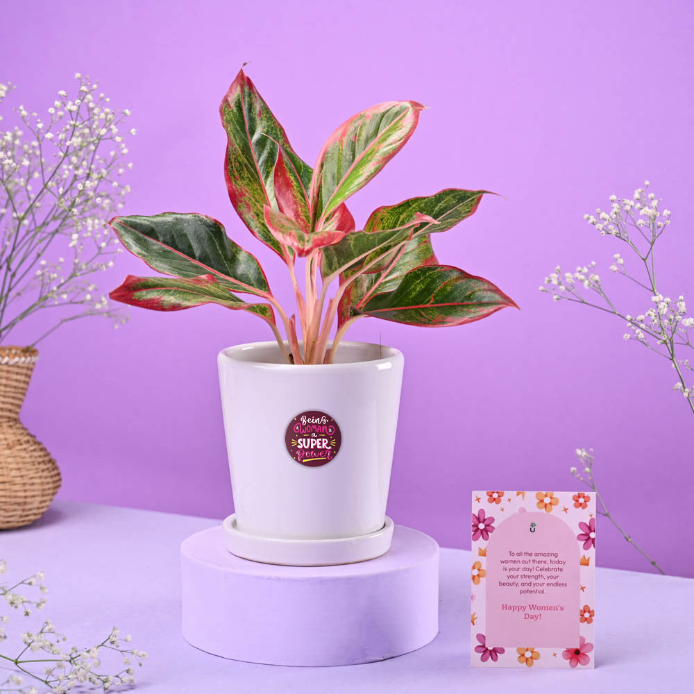 Aglaonema Red in Ceramic Pot Women&