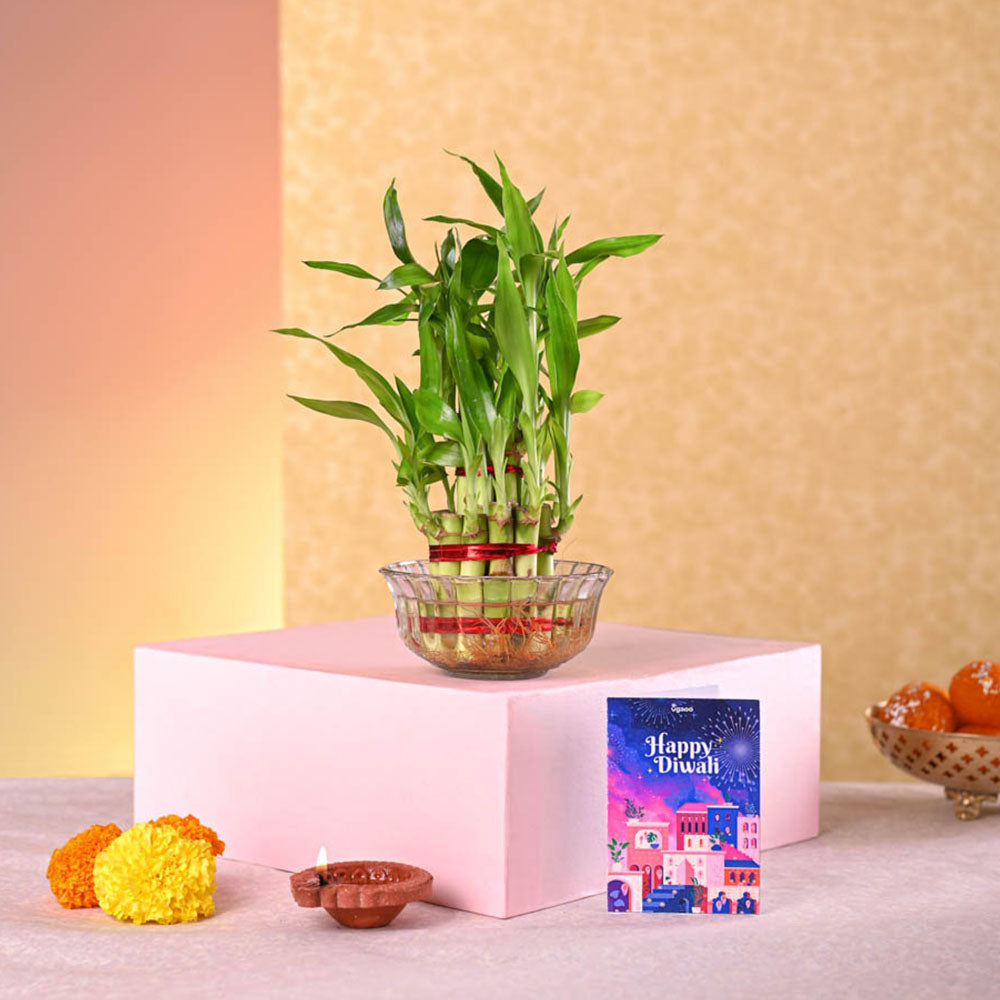 Lucky Bamboo Plant - 2 Layer Diwali Gift