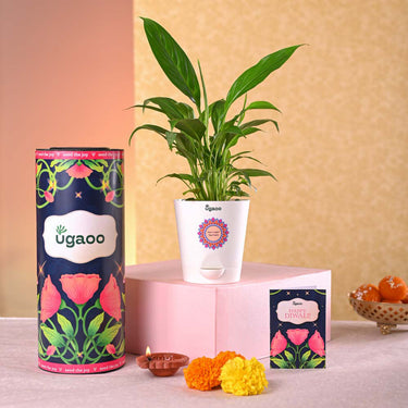 Green Gifts Online- Green Gifting Ideas,Eco Friendly Plant Gifts|Ugaoo