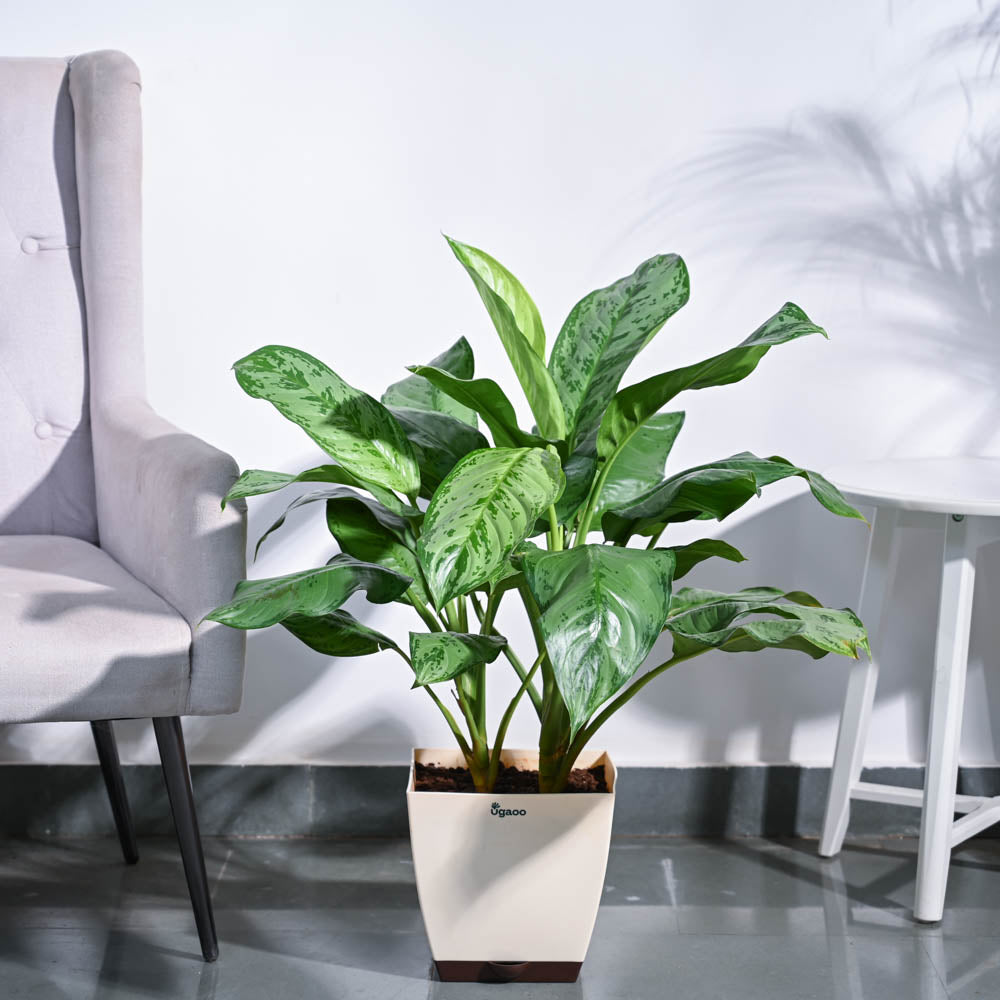 Aglaonema Dove Plant - XL