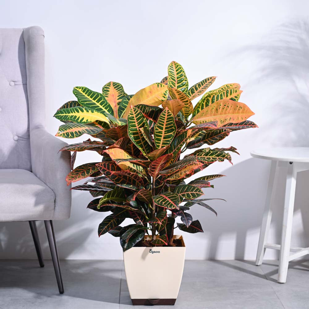 Croton Petra XL