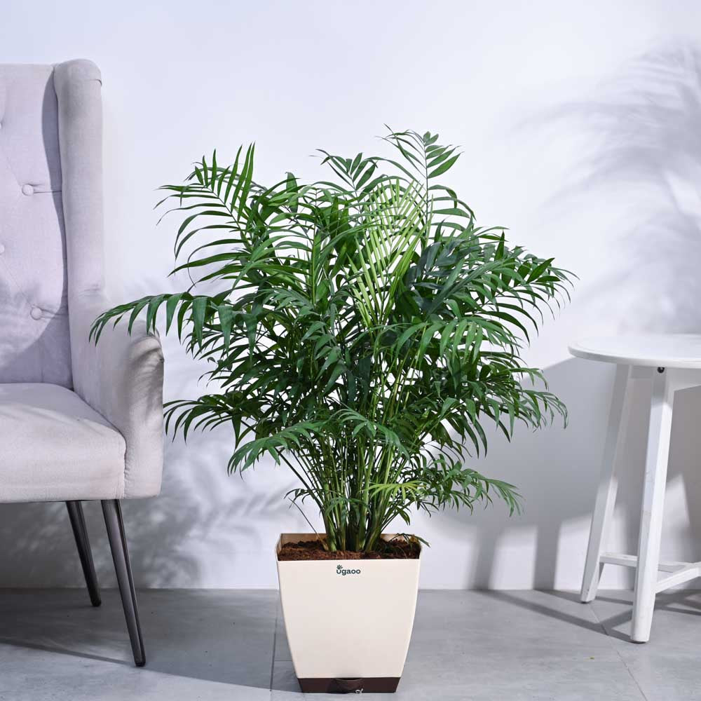 Bamboo Palm XL