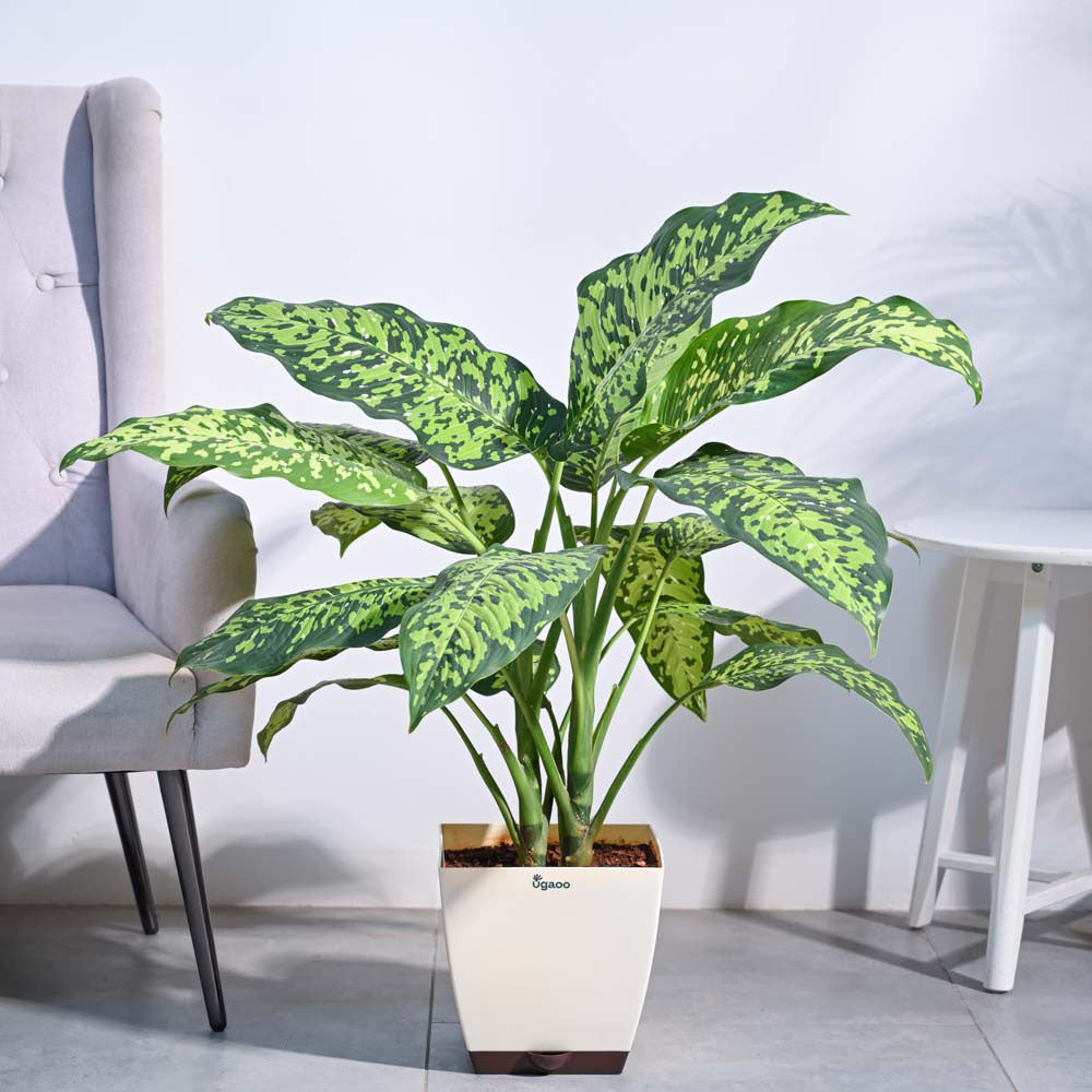 Dieffenbachia Cheetah Plant - XL