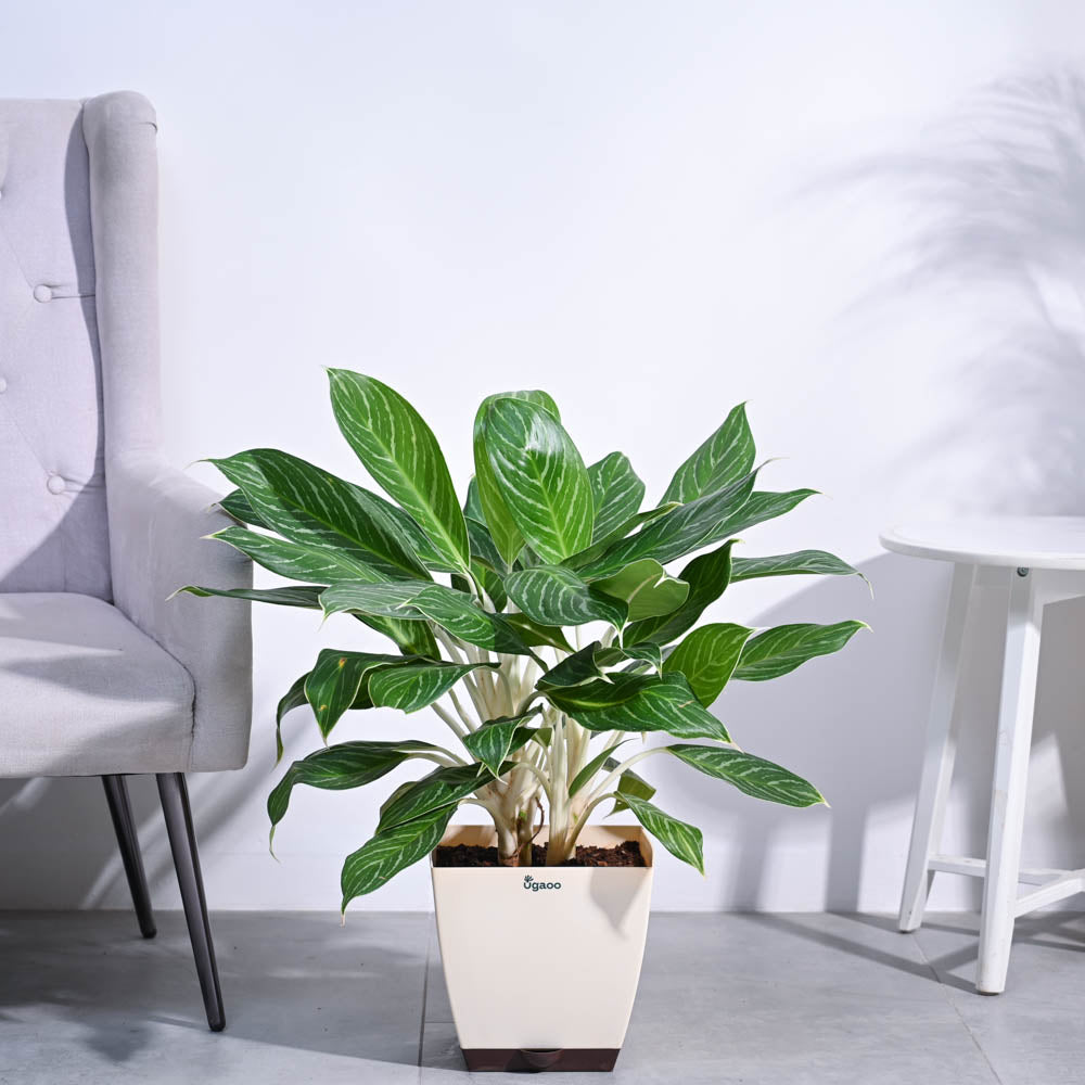 Aglaonema Stripes Plant - XL