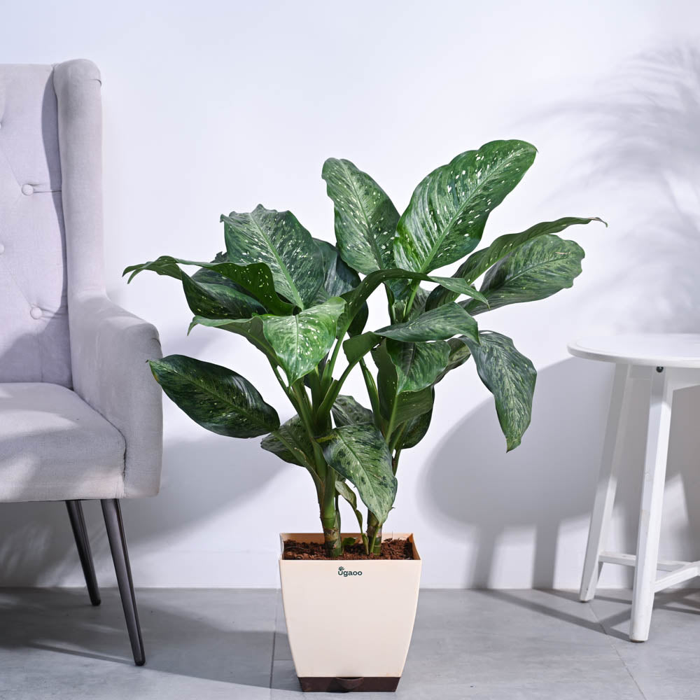 Dieffenbachia Plant XL