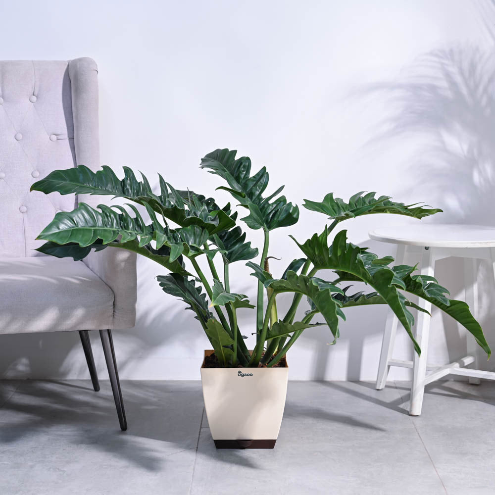 Philodendron Pluto Green XL