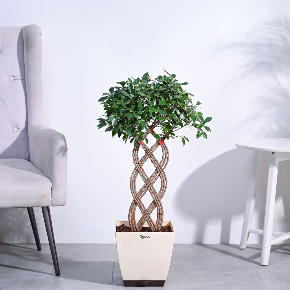 Ficus Netted Microcarpa