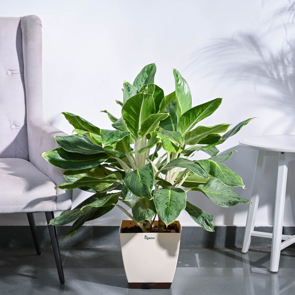 Aglaonema Ice Plant - XL