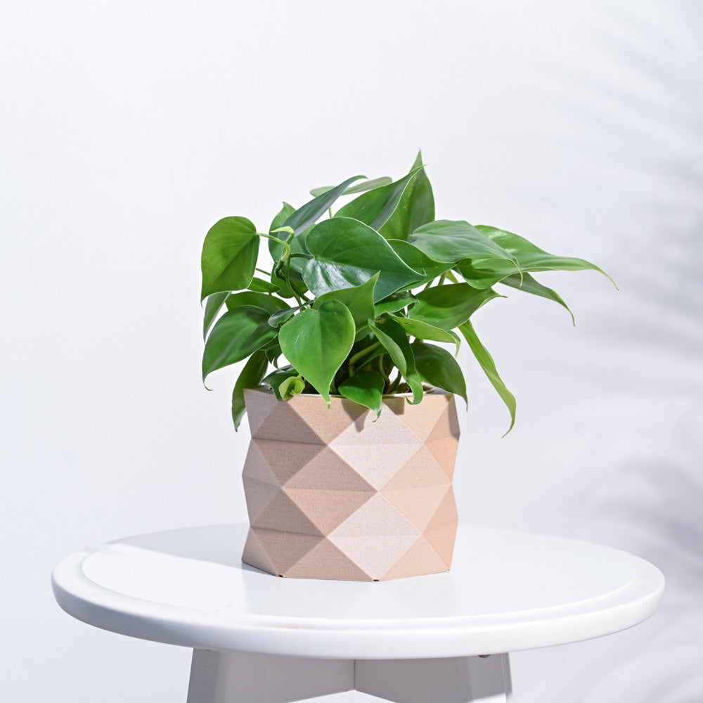 Faceted prism Wooden Pot