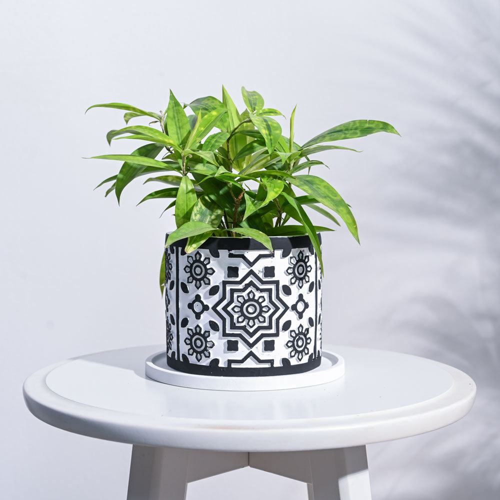 Mandala Cement Pot