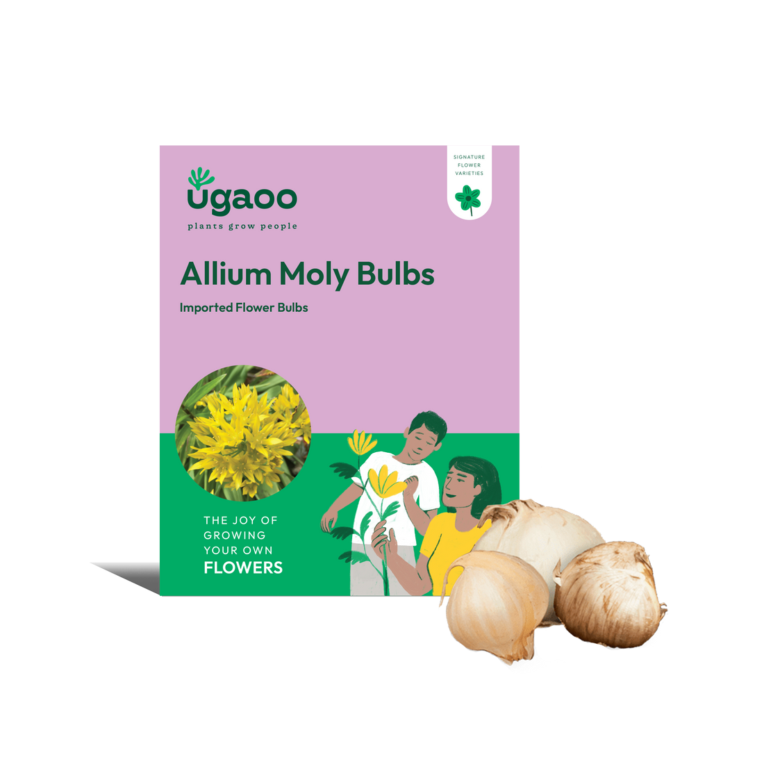 Allium Moly Bulbs