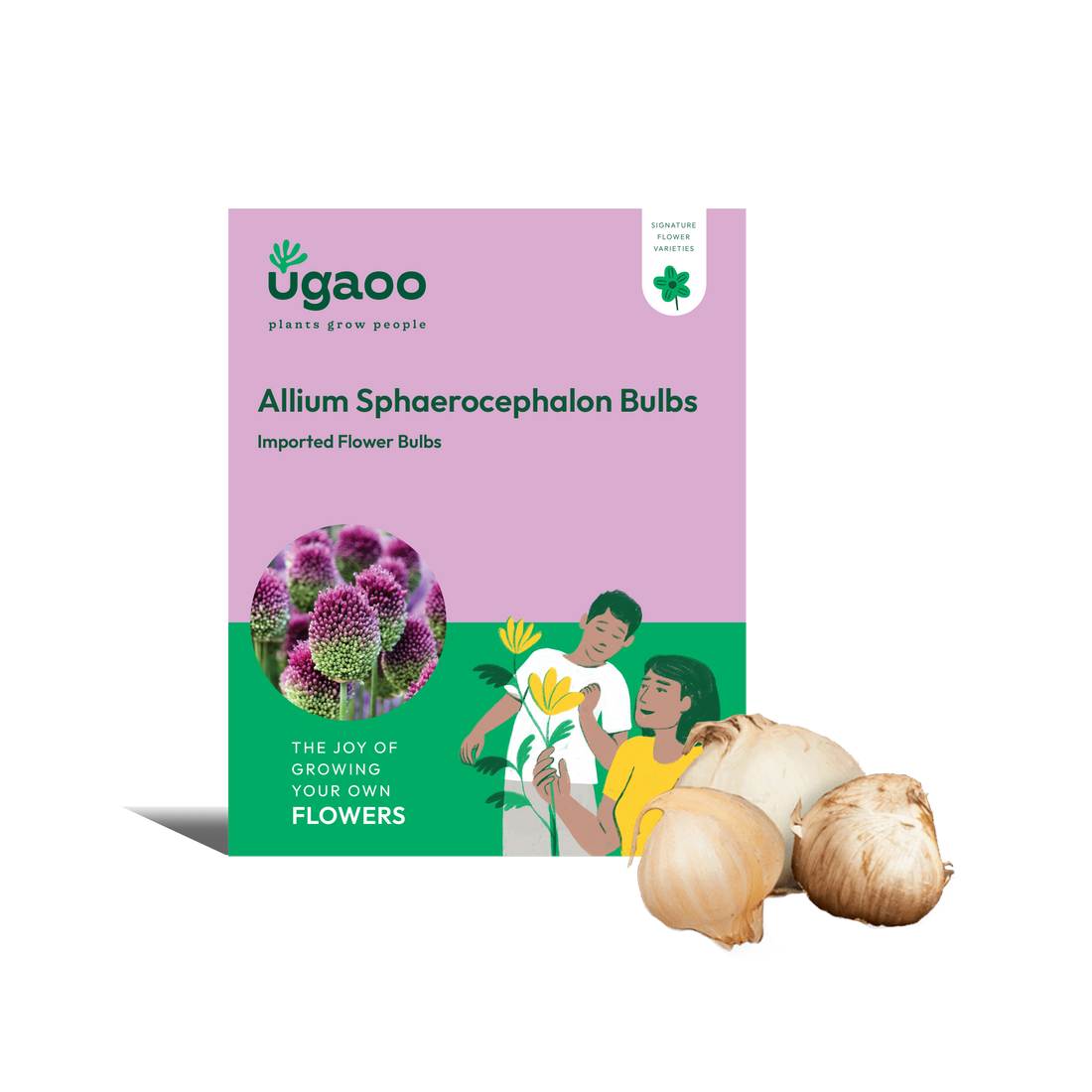 Allium Sphaerocephalon Bulbs