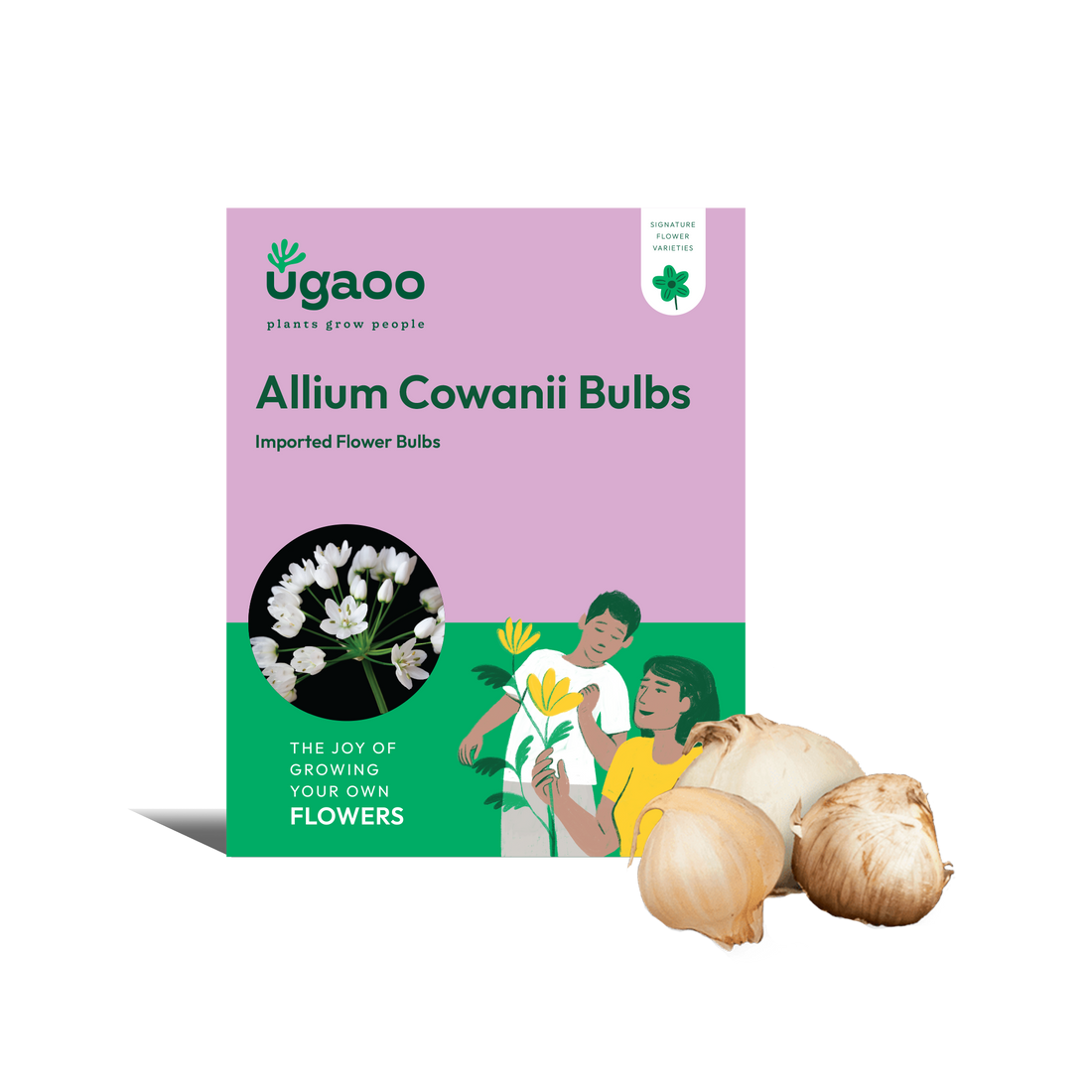 Allium Cowanii Bulbs