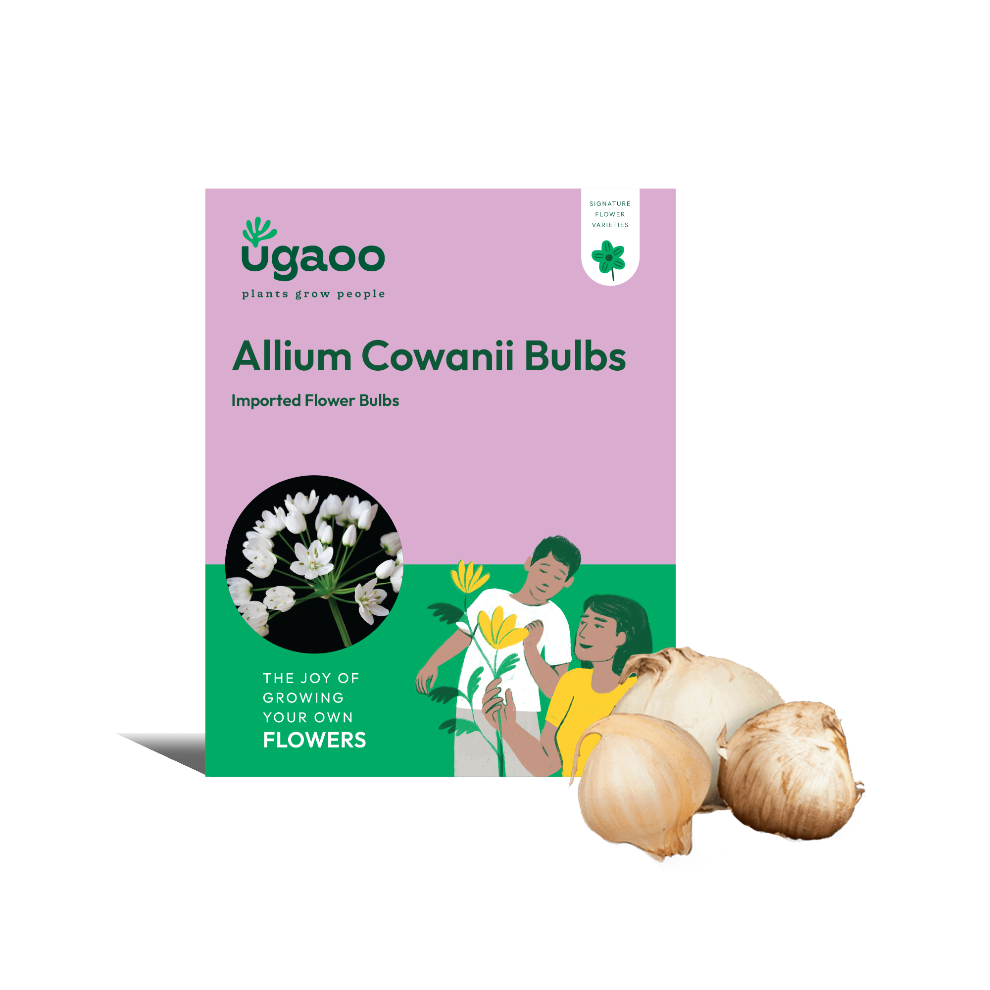 Allium Cowanii Bulbs