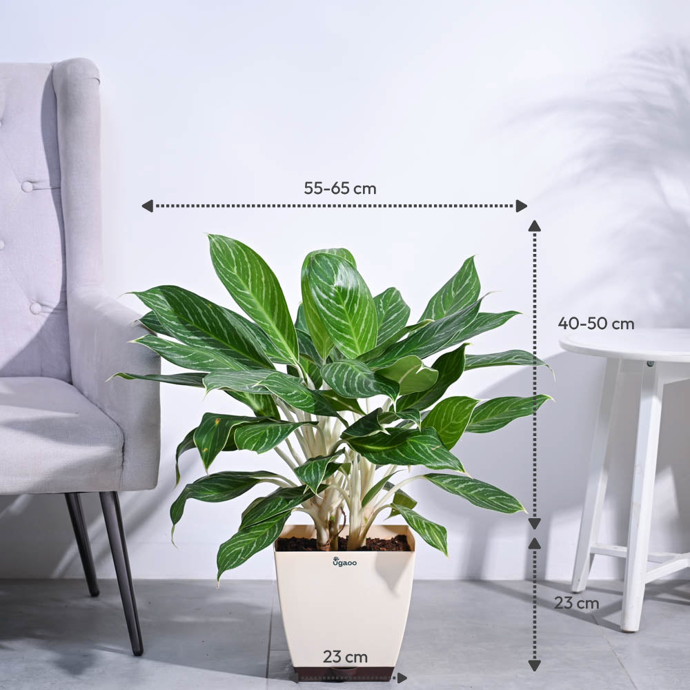 Aglaonema Stripes Plant - XL