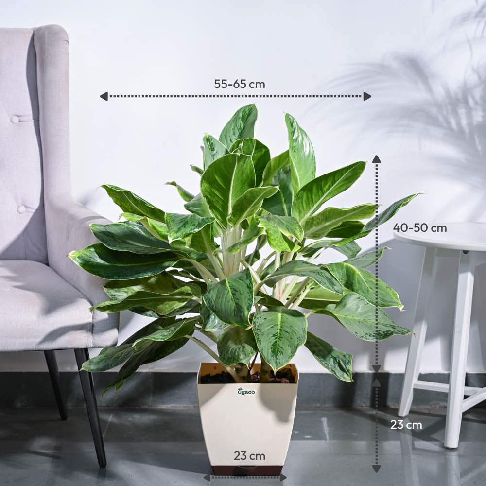 Aglaonema Ice Plant - XL