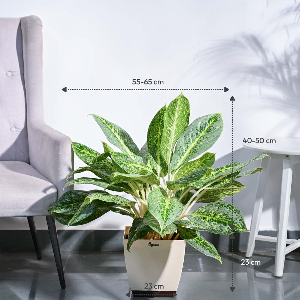 Aglaonema Butterfly Plant - XL