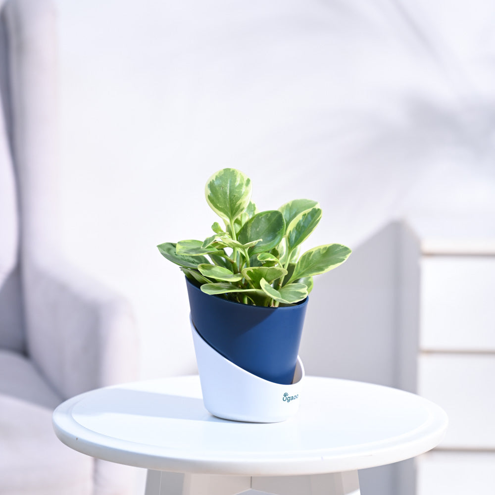 Peperomia_Variegated_Plant_NUPL0057AMB_Midnight_Blue