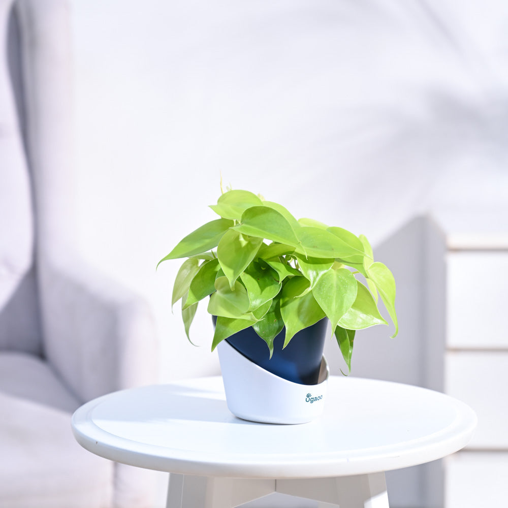 Philodendron_Oxycardium_Golden_Plant_NUPL0023AMB_Midnight_Blue