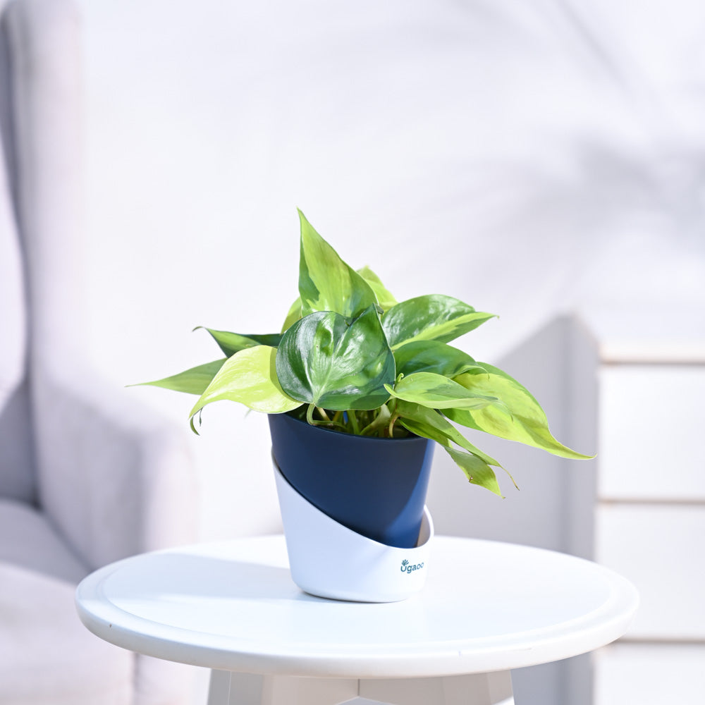 Philodendron_Brasil_Plant_NUPL0457AMB_Midnight_Blue