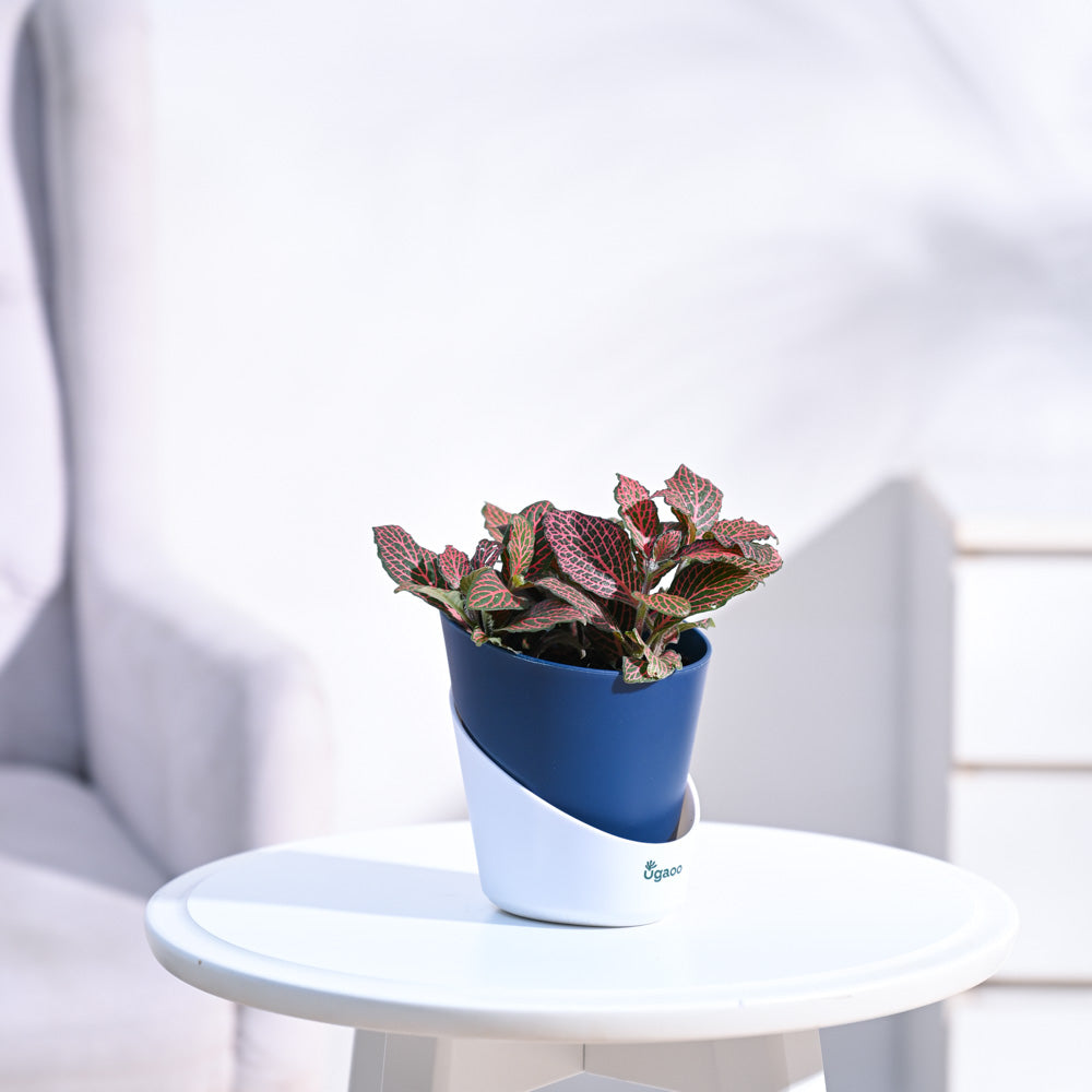 Fittonia_Pink_Plant_NUPL0299AMB_Midnight_Blue