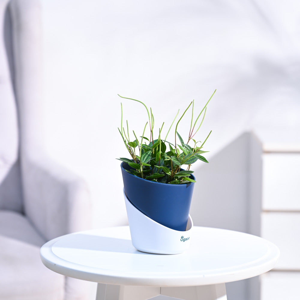 Peperomia_Angulata_NUPL0646AMB_Midnight_Blue