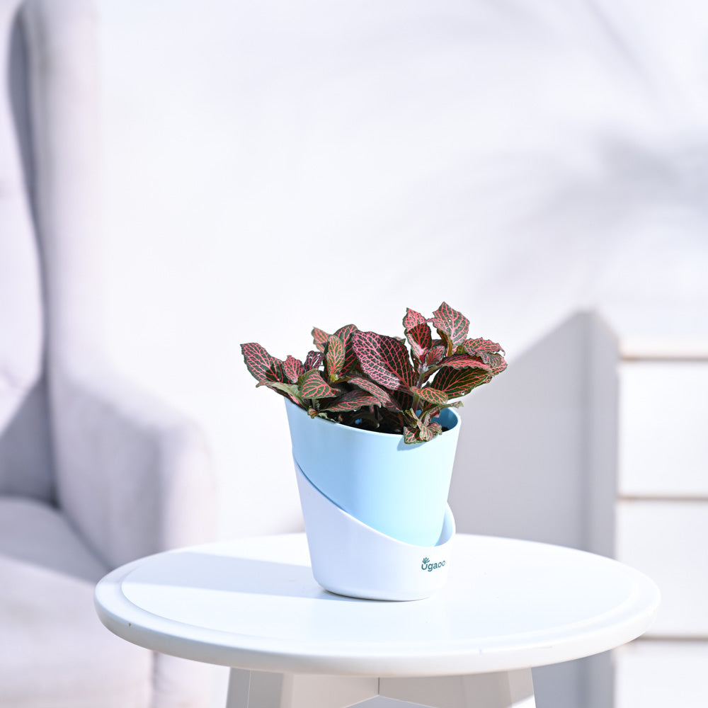 Fittonia_Pink_Plant_NUPL0299ABL_Blue