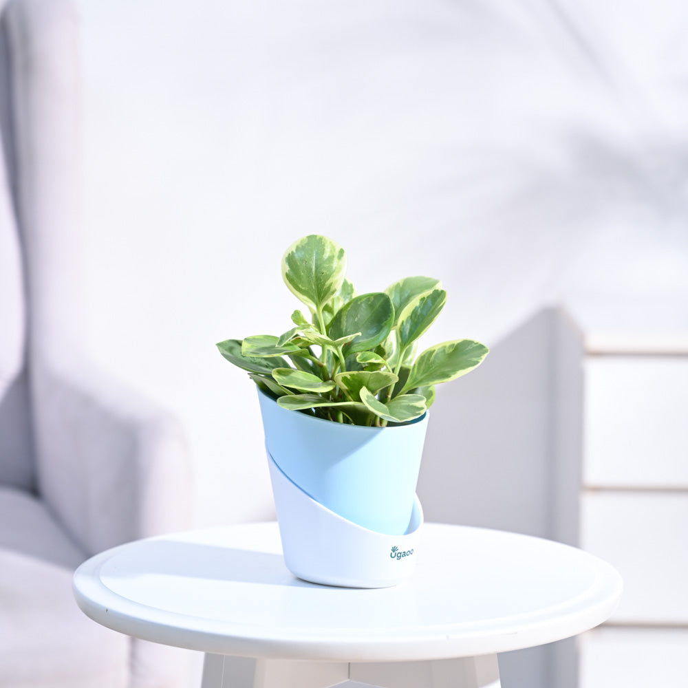 Peperomia_Variegated_Plant_NUPL0057ABL_Blue