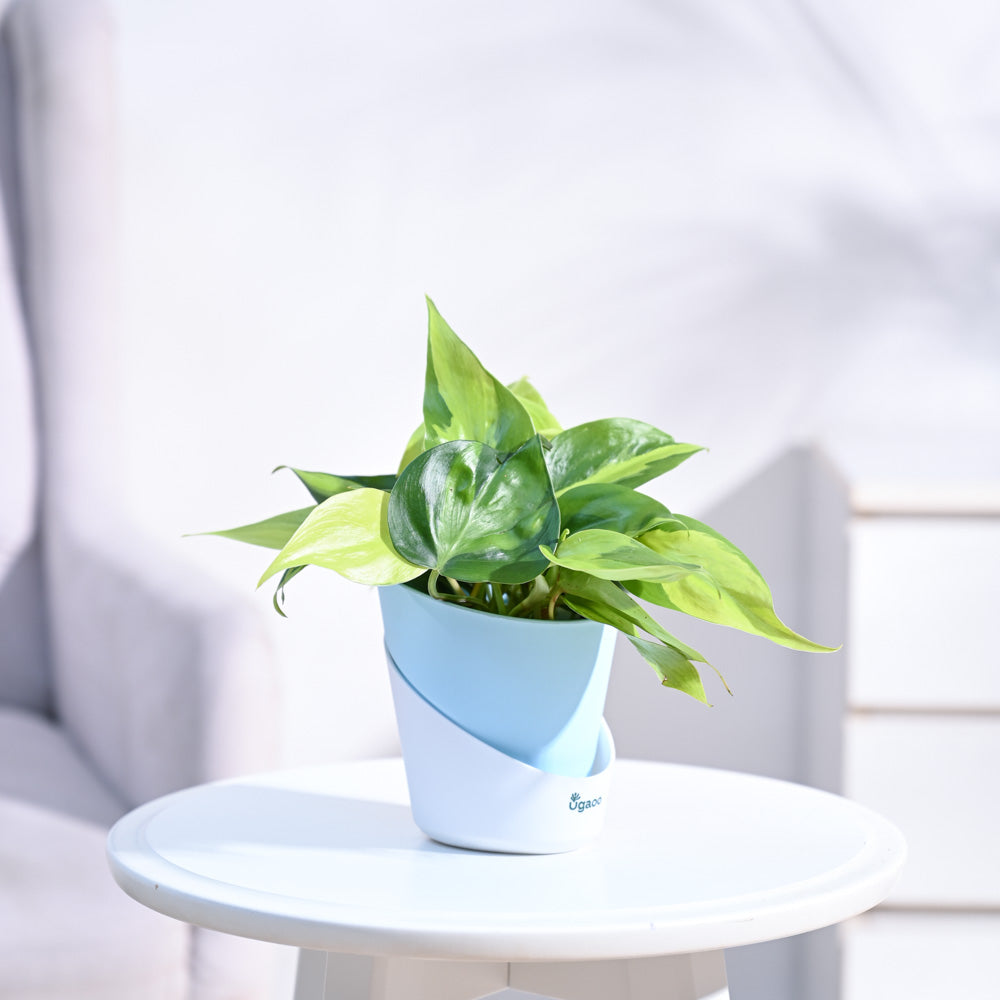 Philodendron_Brasil_Plant_NUPL0457ABL_Blue