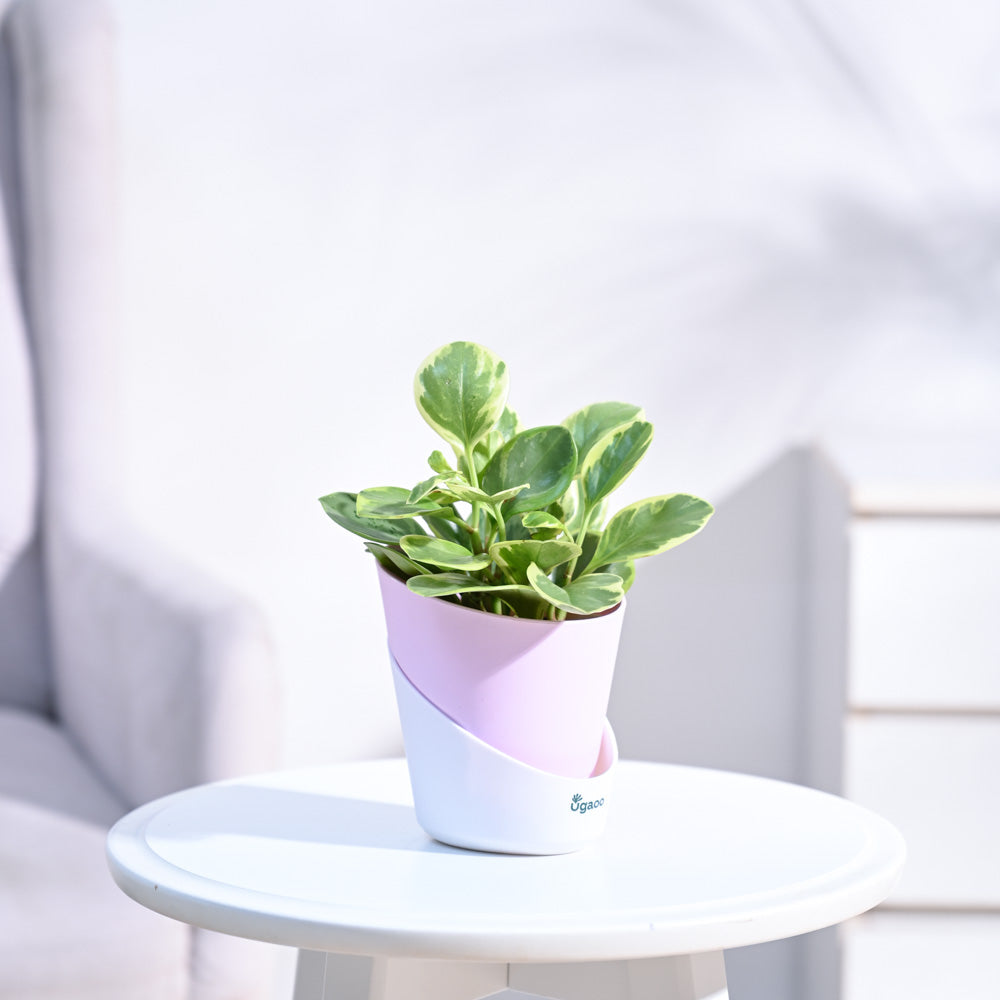 Peperomia_Variegated_Plant_NUPL0057APK_Pink