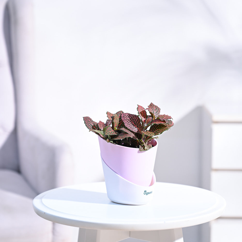 Fittonia_Pink_Plant_NUPL0299APK_Pink