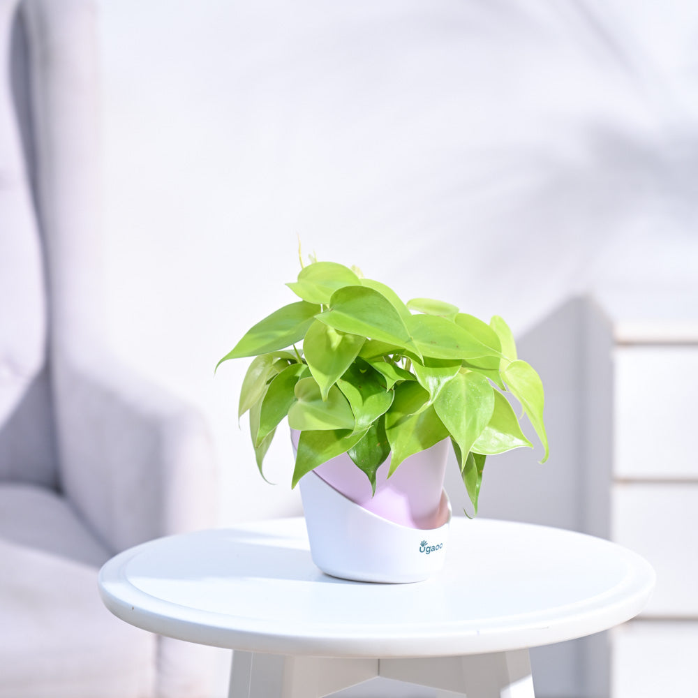 Philodendron_Oxycardium_Golden_Plant_NUPL0023APK_Pink