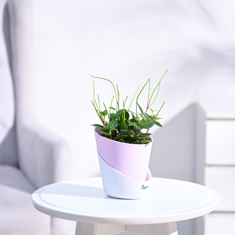 Peperomia_Angulata_NUPL0646APK_Pink