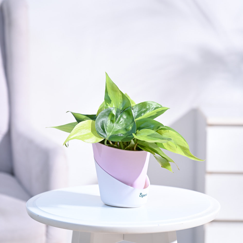 Philodendron_Brasil_Plant_NUPL0457APK_Pink