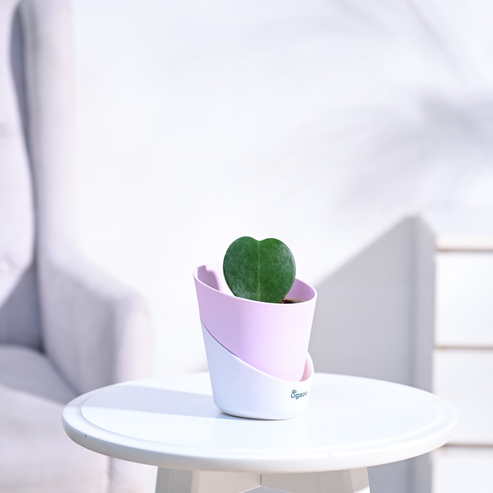 Heart_Hoya_Plant_NUPL0358APK_Pink