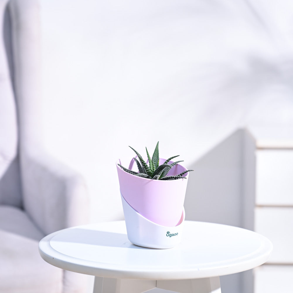 Haworthia_Fasciata_Plant_NUPL0381APK_Pink