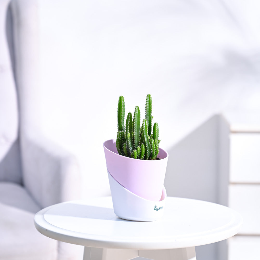 Cactus_Plant__Elongated_NUPL0186APK_Pink