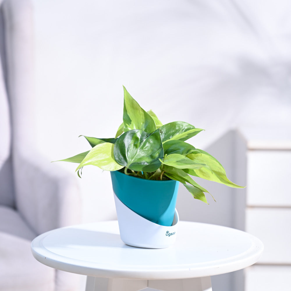 Philodendron_Brasil_Plant_NUPL0457ATL_Teal