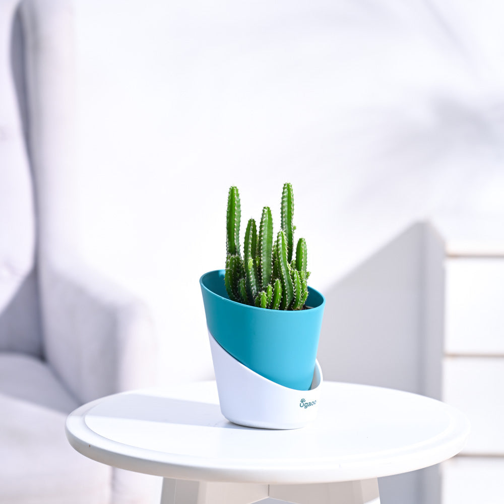 Cactus_Plant__Elongated_NUPL0186ATL_Teal